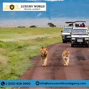 Best Luxury African Safari Tours Await! Call +1 (202)-618-3400 Today!