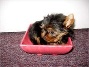 Teacup Yorkie Puppies for  adoption
